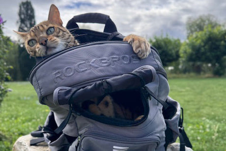 Der ultimative Ratgeber: Die perfekte Fahrradtasche für kleinen Hund wählen